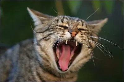 Combien de sons différents le chat peut-il produire ?
