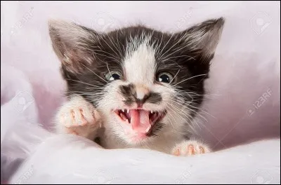 À quel âge un chaton perd-il ses dents de lait ?