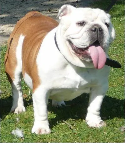 Quel Bulldog suis-je