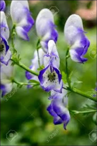 Cette plante est bonne pour le cheval ?