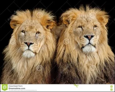 L'ingénieur de ce chantier d'Afrique fut obligé d'appeler un chasseur professionnel à la rescousse !
