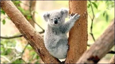 Où vivent les koalas qui sont en liberté ?