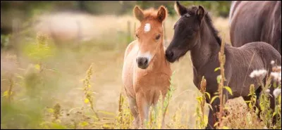 La jument peut faire combien de poulains ?