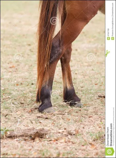 Comment désigne-t-on les jambes du cheval ?