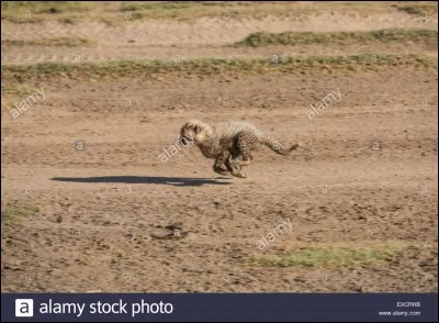 Quelle est la vitesse du guépard ?