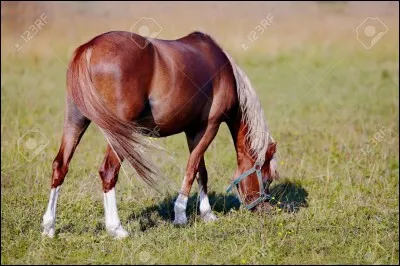 Que mange le cheval ?