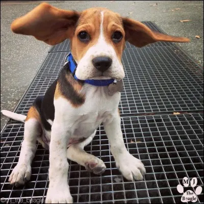 Choisis un chien célèbre !