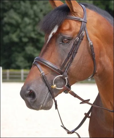 Comment se nomme cette muserolle ?