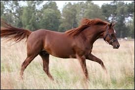 Quiz Galop 3