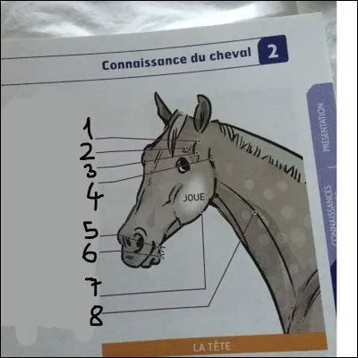 Quelle est la partie n°4 de la tête ?