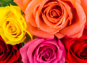 Test Quelle couleur de roses es-tu ?