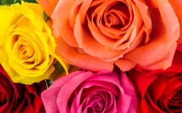 Quiz Couleurs