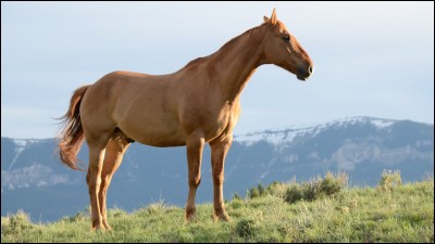 Comment appelle-t-on les poils et les crins du cheval ?