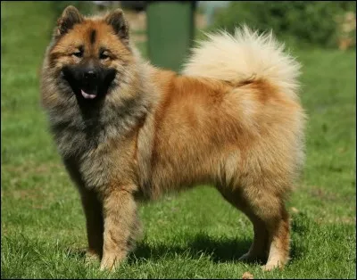 Quelle est la taille maximale d'une femelle eurasier ?