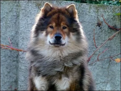 Quel poids devrait peser un eurasier ?