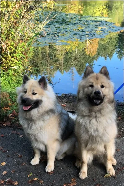 À quoi devait servir l'eurasier lors de la création de cette race ?