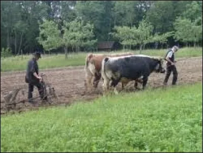 La "p&eacute;teuse" est le nom usuel d'un poisson : lequel ?