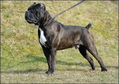 Quelle est la race ?