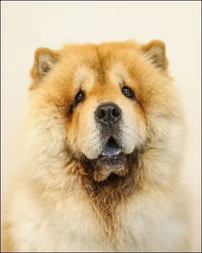 Quelle est la race ?