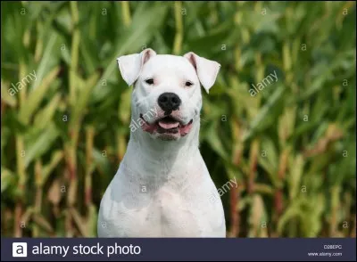 Quelle est la race ?