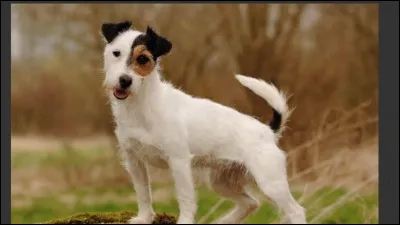 Quelle est la race ?