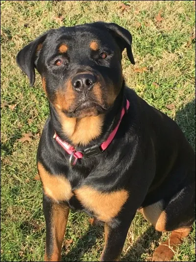 Quelle est la race ?