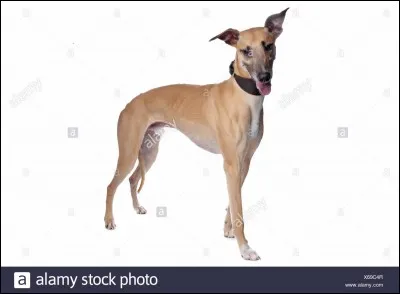 Quelle est la race ?