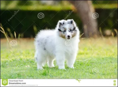 Quelle est la race ?