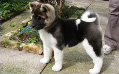 Quelle est la race ?