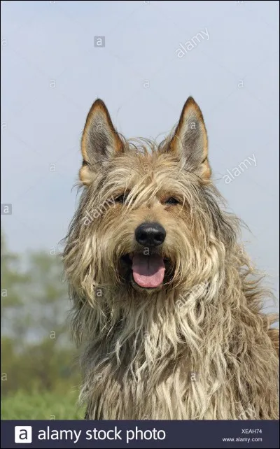 Quelle est la race ?