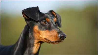 Quelle est la race ?