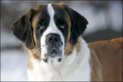 Quelle est la race ?