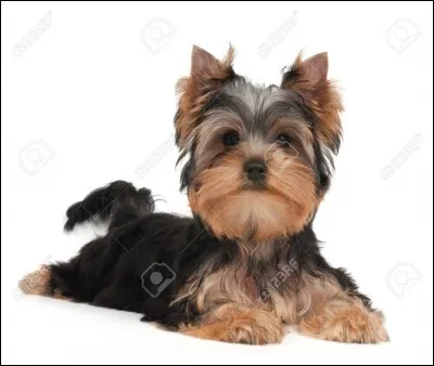 Quelle est la race ?