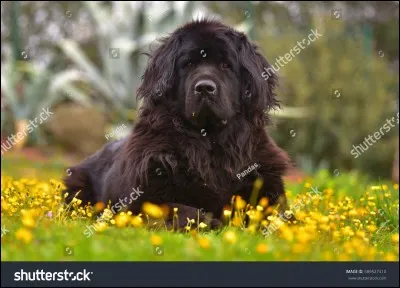 Quelle est la race ?