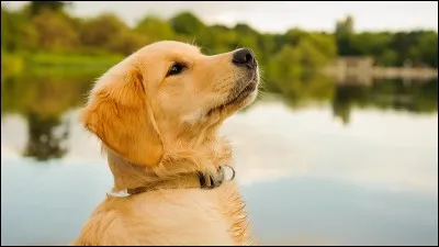 Quelle est la race ?