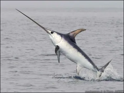 Quel est le poisson représenté ?