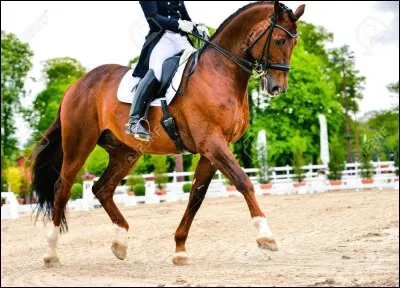 Quelle est la meilleure note que l'on peut obtenir en dressage ?