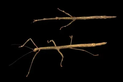 Comment ces deux-là sont-ils surnommés en raison de leur forme ?