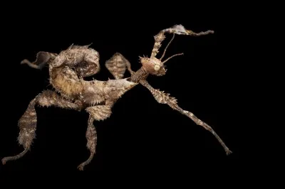 Ne dirait-on pas qu'il danse !? 
Celui-ci porte pour nom "phasme scorpion", mais est également désigné d'une caractéristique royale !