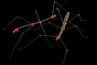 Où êtes-vous susceptibles de contempler ces spécimens, si je vous dis de vous rendre dans le 12e arrondissement de Paris ?