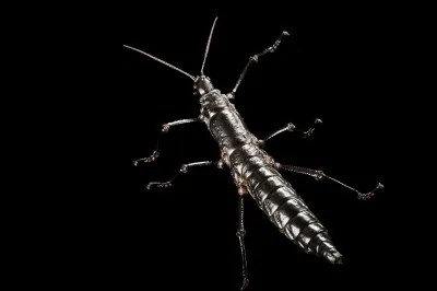 Quelle est la qualité majeure caractérisant ces insectes ?