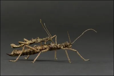 Les phasmes sont-ils herbivores ?