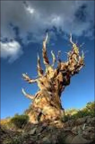 Quel est l'âge du plus vieil arbre du monde ?