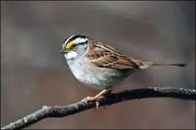 Ces cinq dernières années aux États-Unis, le département de la Défense a alloué d'importantes sommes à l'étude des bruants à gorge blanche, pourquoi ?