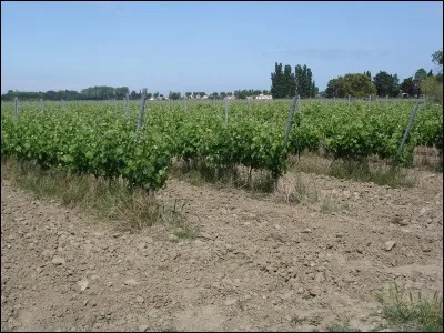 L'IFT insecticides, en vigne, est supérieur à 3 en Languedoc-Roussillon : quel ravageur en est la cause ?