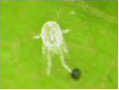 Le typhlodrome est :