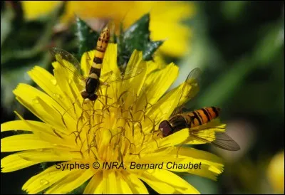 Quelle méthode de gestion plus durable des auxiliaires a-t-elle été développée ?