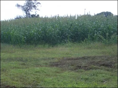 Dans quels départements d'Outre-Mer, des projets de recherche appliquée sur le désherbage de la canne à sucre ont-ils été mis en place ?