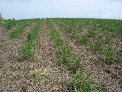 Quelles sont les techniques alternatives intéressant le désherbage de la canne à sucre ?