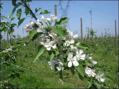 Il existe une action CEPP sur l'éclaircissage en arboriculture avec une substance naturelle. Quelle est cette substance ?